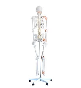 <span class=keywords><strong>Esqueleto</strong></span> <span class=keywords><strong>Humano</strong></span> Flexible de PVC de Tamaño Real con Ligamentos, 180 cm de Altura, Modelo Anatómico de Hueso <span class=keywords><strong>Humano</strong></span> para Uso Médico - Product Image 5