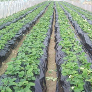 Prix usine chinois plastique perforé LDPE fraise tomate 25mic 20mic film de paillis/papier de <span class=keywords><strong>paillage</strong></span> agricole pour l'ensemencement - Product Image 1