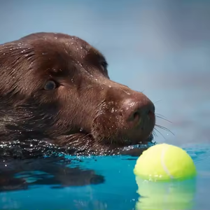 Lynpet Logo personalizzato cane palla da <span class=keywords><strong>Tennis</strong></span> lancio interattivo Pet giocattoli di addestramento per cani masticare palla giocattolo per mordere esercizio - Product Image 5