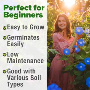 Home Grown USDA Premium Heavenly Blue Morning Glory Heirloom Non-GMO Flower Garden atrae polinizadores pájaros (<span class=keywords><strong>Ipomoea</strong></span> - Product Image 4