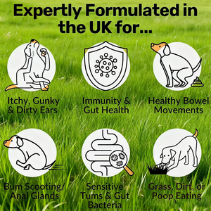 Suplemento Masticable Probiótico Natural OEM para Perros, Favorece la Salud Digestiva e Inmunológica, Suplemento Premium para el Cuidado de la Salud de las Mascotas - Product Image 6