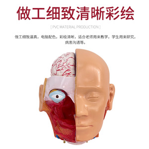 Un torso hermafrodita de 85 cm se puede desmontar en un modelo de torso humano de 23 piezas. El modelo del torso humano incluye partes internas - Product Image 5