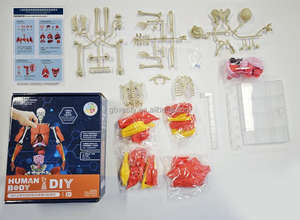 Figura de Anatomía <span class=keywords><strong>del</strong></span> Torso <span class=keywords><strong>del</strong></span> <span class=keywords><strong>Cuerpo</strong></span> <span class=keywords><strong>Humano</strong></span> de Plástico, Modelo 4D con Músculos, <span class=keywords><strong>Huesos</strong></span> y Órganos - Product Image 4