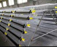 Cage à cailles à alimentation automatique la plus vendue à vendre