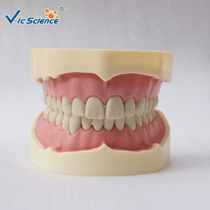 Modelo de dientes humanos para la ciencia médica, instrumento de imitación de frasaco dental, modelo educativo de ciencia médica - Product Image 3