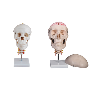 Crâne d'enseignement médical en PVC ADA avec colonne cervicale et modèle anatomique cérébral en 8 parties pour les étudiants apprenant - Product Image 1