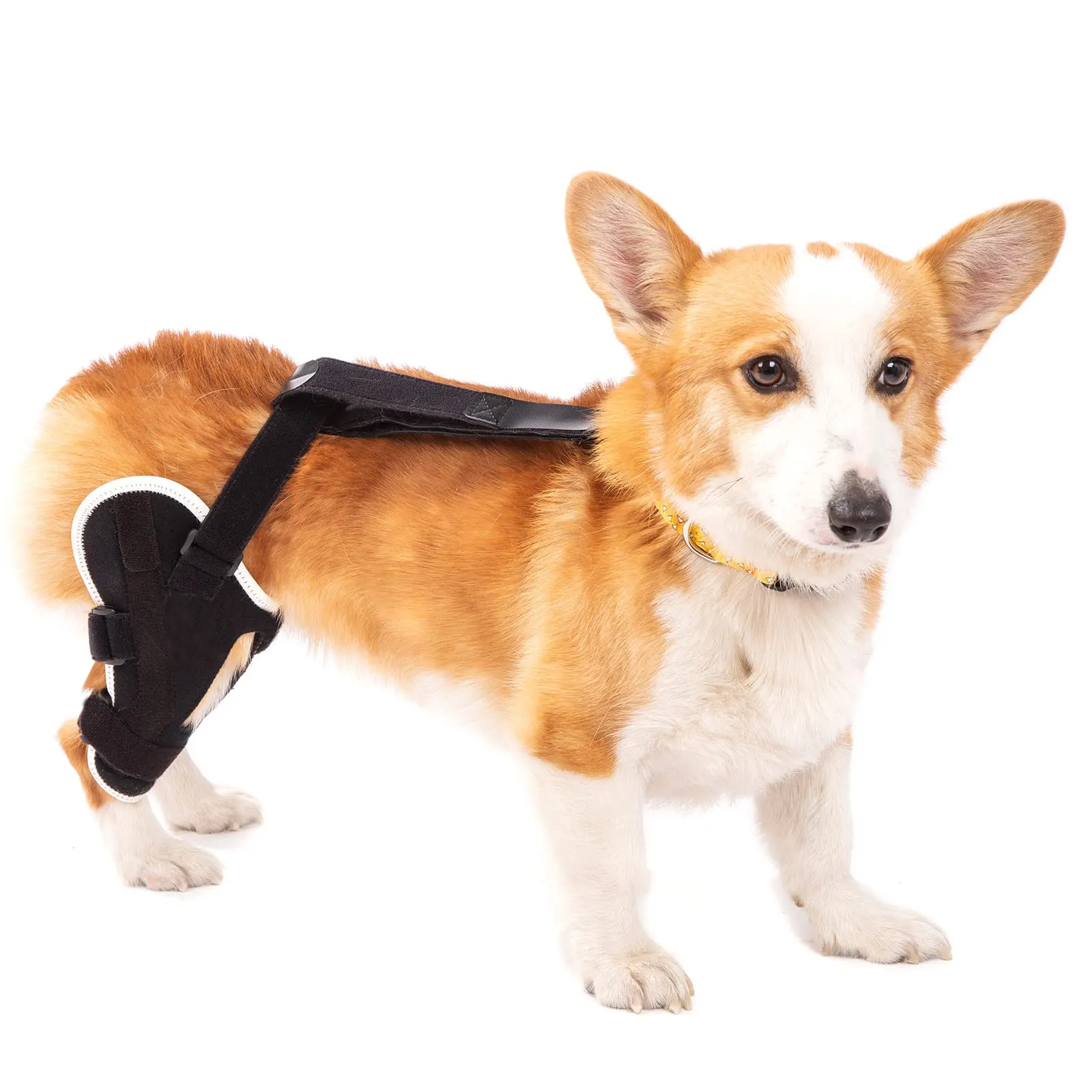 Attelle de patte arrière pour chien, attelle latérale en aluminium à deux angles, Support pour chiens avec stabilité, blessure CCL, attelle de genou pour chien à deux angles