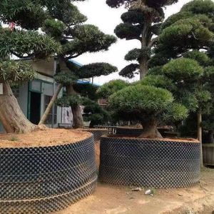 Thủy canh Vườn Ươm không khí gốc cắt tỉa cây thúc đẩy tăng trưởng gốc nhanh chóng kiểm soát container nồi - Product Image 5