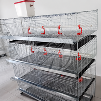 Nouveau système de cages à poussins empilables de type H, solution d'équipement commercial d'élevage de volailles pour le projet d'élevage de poussins, galvanisé