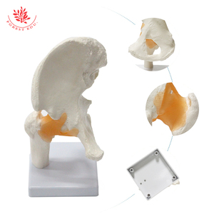 Modelo <span class=keywords><strong>de</strong></span> articulación <span class=keywords><strong>de</strong></span> cadera <span class=keywords><strong>de</strong></span> tamaño natural funcional clásico científico FRT028 articulados con ligamentos flexibles ligamentos <span class=keywords><strong>de</strong></span> hueso <span class=keywords><strong>de</strong></span> cadera - Product Image 2