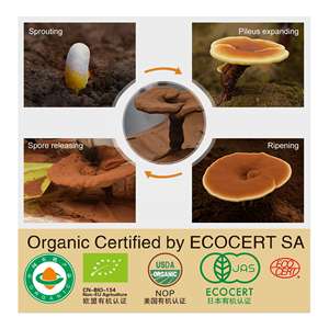 Chá de Cogumelo Reishi Orgânico Natural GANOHERB, Saquinhos de Chá de Ganoderma Puro, 1 Xícara para Suporte Imunológico Diário para Adultos, Sabor Levemente Amargo - Product Image 6
