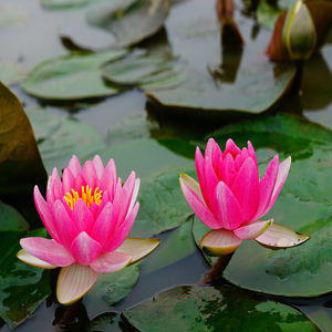 Nymphaea '<span class=keywords><strong>Rembrandt</strong></span>' - una pianta acquatica adatta per laghetti da giardino e serre - Ninfea '<span class=keywords><strong>Rembrandt</strong></span>' - Product Image 3