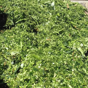 SILAJE DE MAÍZ DE VIETNAM DE PRIMERA CALIDAD para ALIMENTACIÓN DE ANIMALES EFICIENTE Y SALUDABLE/ LA MEJOR OPCIÓN para SU GANADO - Product Image 1