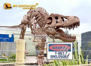 MY DINO Mini <span class=keywords><strong>Golf</strong></span> Modè<span class=keywords><strong>le</strong></span> de squelette de dinosaure T-rex grandeur nature - Product Image 2