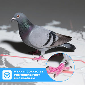 Traceur GPS pour oiseaux perroquets <span class=keywords><strong>aigle</strong></span>, suivi des pigeons voyageurs, lecture de la trajectoire, anneau de patte, entraînement au vol, portée de 500 kilomètres - Product Image 3