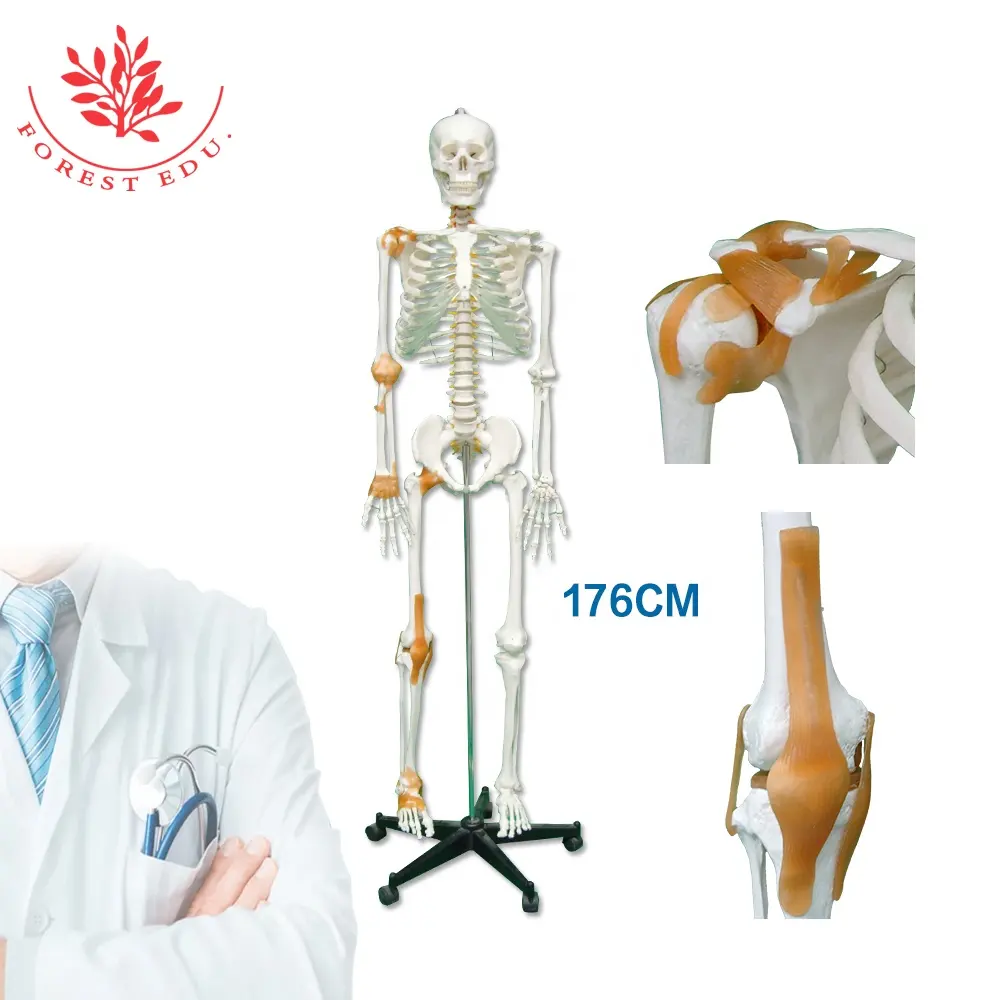 FTR002B Life Size Medical Anatomical Skeleton Model 180cm Medical Human Body With Ligament Model Life Size Skeleton