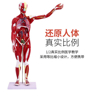 Modèle anatomique du corps humain avec organes internes, modèle musculaire humain médical, modèle musculaire humain de 80 cm - Product Image 3