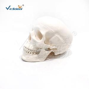 Modelo de Cráneo Anatómico de Tamaño Real, Cada Hueso del Cráneo Desmontable con Etiquetas Numeradas para Educación Médica - Product Image 3