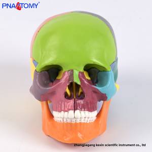 Modèle <span class=keywords><strong>de</strong></span> crâne coloré en 15 parties avec affichage <span class=keywords><strong>de</strong></span> couleur zoné, crâne <span class=keywords><strong>de</strong></span> taille réduite détachable, outil d'enseignement médical et d'entraînement en anatomie - Product Image 5