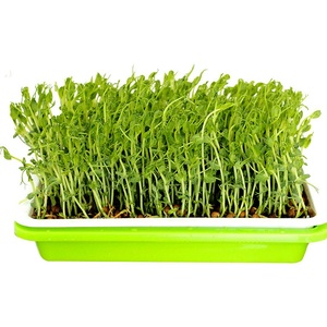 <span class=keywords><strong>Plateau</strong></span> de <span class=keywords><strong>semis</strong></span> en plastique <span class=keywords><strong>polystyrène</strong></span>, plantation hydroponique pour pépinière, <span class=keywords><strong>plateau</strong></span> de plantation de bébé - Product Image 3