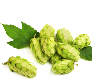 Üretici tedarikçi bitkisel özü Xanthohumol, Flavones <span class=keywords><strong>Hops</strong></span> özü - Product Image 5