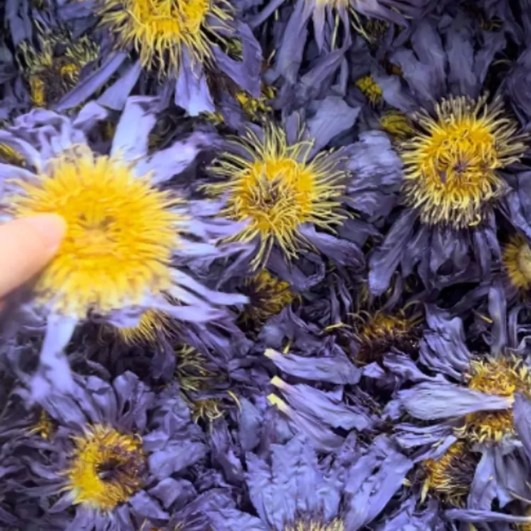 Atacado fornecedores genuínos erva egípcia todo seco azul lótus flor chá