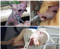 Guanyi – Équipement vétérinaire en gros : Pince à dents et coupe-griffes en acier inoxydable pour porcelets