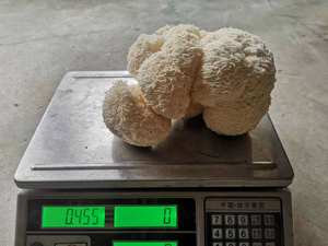 GANOHERB Private Label OEM Bio-Löwen mähnen pilzex trakt Pulver Kräuter-Vegan-Kapseln zur kognitiven Unterstützung - Product Image 6