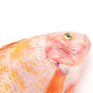 <span class=keywords><strong>ปลา</strong></span>ทิลาเปียแดงแช่แข็งคุณภาพพรีเมียม ราคา 300-500 กรัม ขายส่ง<span class=keywords><strong>ปลา</strong></span>ทิลาเปียแดงทั้งตัวจากประเทศจีน - Product Image 2