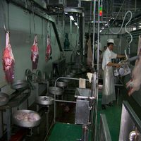 Équipement d'abattage de porcs pour ligne de traitement d'abattoir porcin
