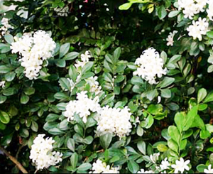 Flores de Murraya secas naturales, capullos de flores de Murraya <span class=keywords><strong>paniculata</strong></span> secos y crudos para té - Product Image 3