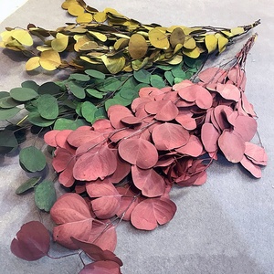 Wholesale <strong>Big</strong> Leave Preserved <strong>Eucalyptus</strong> Leaves Real Natural Preserved apple Leave for Flower Arrangement - Product Image 5