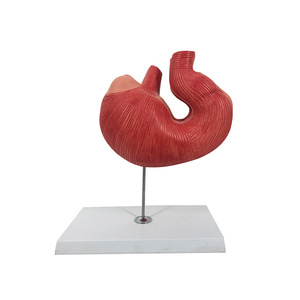 Modèle d'anatomie de l'estomac d'un animal ; structure interne de l'estomac d'un cochon ; modèle pour démonstration en classe en agriculture et - Product Image 1