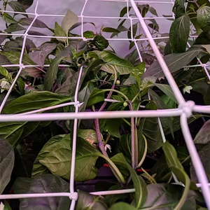 Malla de Red Scrog de Diferentes Tamaños para Carpas Hidropónicas Planta - Product Image 1