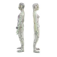 Herramienta de Entrenamiento del Cuerpo Humano para Acupuntura Codificada, con Certificación CE/ISO, para Hombres y Mujeres, Práctica, TCM