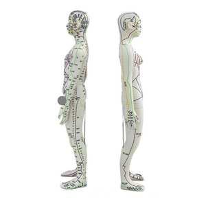 स आईएसओ प्रमाणित कोडित एक्यूपंक्चर बिंदु मॉडल पुरुष महिला व्यावहारिक टीसेमी जो मानव शरीर एक्यूपंक्चर प्रशिक्षण उपकरण - Product Image 2