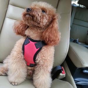 Harnais de véhicule pour chien en plein air à la mode avec accessoire rembourré pour la sécurité des sièges pour animaux de compagnie fabriqué en Chine - Product Image 1