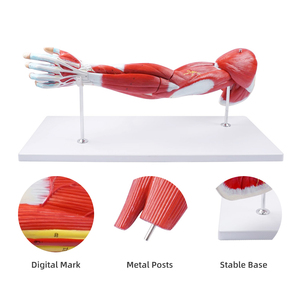 मानव ऊपरी अंग शरीर शरीर की मांसपेशी हाथ मॉडल चिकित्सा विज्ञान हाथ - Product Image 4