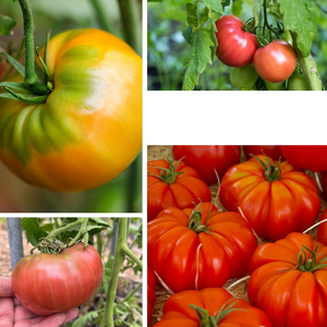 Variedades de reliquia de tomate estilo bistec sin OGM Kellogg's Cherokee Purple Mortgage Lifter <span class=keywords><strong>Ponderosa</strong></span> Home Macetas - Product Image 4