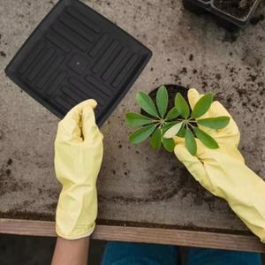 Plateau en plastique texturé carré de support respirant à roulettes populaire bon marché de haute qualité avec 4 roues pour mariage - Product Image 5