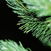 Diffuseur 100 ml LIBER, parfum d'ambiance coréen pour la maison, arôme longue durée, parfum haut de gamme, inspiré de la forêt, emballage élégant