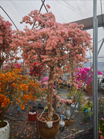 Bibit Bonsai Bougainvillea Kelopak Ganda Multi Warna Putih Ungu Oranye Bunga Hias Tanaman Dekoratif Lanskap Fujian