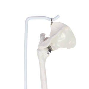 Modelo de <span class=keywords><strong>esqueleto</strong></span> de brazo humano de hueso de miembro <span class=keywords><strong>superior</strong></span> de tamaño real con articulación de hombro - Product Image 3