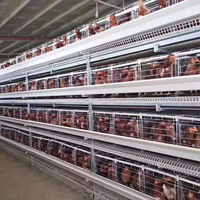 Système complet de cages automatiques en batterie de type H pour l'élevage de poules pondeuses en bâtiment fermé