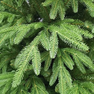 <span class=keywords><strong>OEM</strong></span> <span class=keywords><strong>ODM</strong></span> Fabrik Maßgefertigter Premium Künstlicher Baum PE PVC Realistische Äste Künstlicher Weihnachtsbaum - Product Image 5