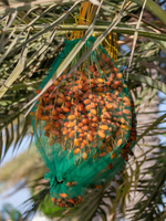 Oem Wit En Zwart Plastic Dadelpalm Netto Kleur Aanpasbaar Voor Fruitbescherming Tegen Stofvogels Voor Dadelpalm