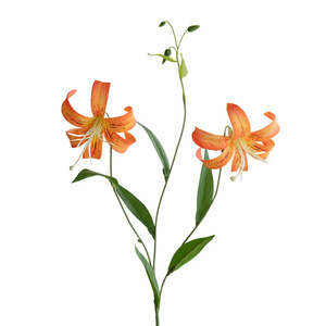 Yihua Floral Art Fleurs artificielles en soie suspendues à deux têtes, Lys blancs et rose clair pour la décoration intérieure - Product Image 3