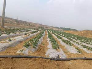 Manguera de riego agrícola de PE engrosado para transporte de <span class=keywords><strong>agua</strong></span>, conector enrollable para riego por goteo y lluvia, para <span class=keywords><strong>agua</strong></span> subterránea agrícola - Product Image 5