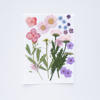 D072 Pack de matériaux DIY, fleurs séchées pressées naturelles et réelles