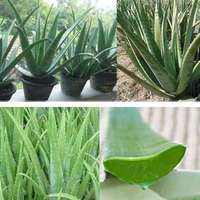 Poudre d'Aloe Vera, Poudre de Feuilles d'Aloe Barbadensis, Concentré 200:1, Qualité Alimentaire Naturelle, Fournisseur en Gros